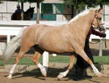 Talywern Legally Blonde