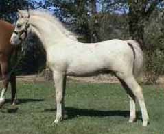 Clanfair American Hero