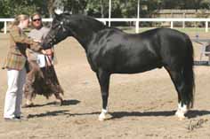 Hawkbourn Silhouette