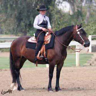 North Forks Lady Violet AOE LOM