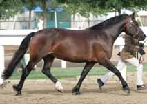 North Forks Lady Violet